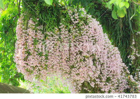 Dendrobium, orchid, orchid 41743783