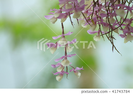 Dendrobium, orchid, orchid 41743784
