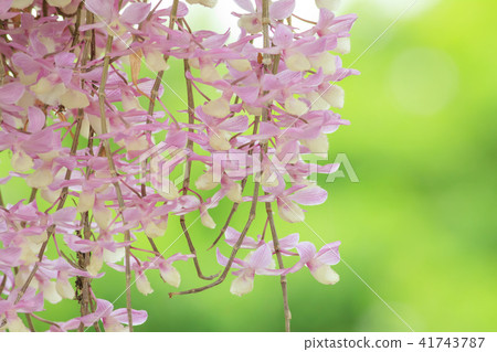 Dendrobium, orchid, orchid Dendrobium, orchid, orchid 41743787