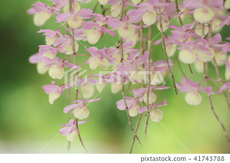 石斛蘭,蘭花,蘭科 41743788