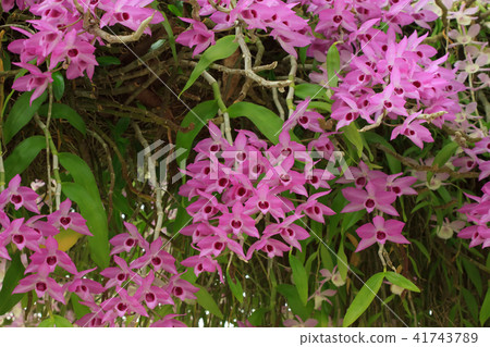 石斛蘭,蘭花,蘭科 石斛蘭,蘭花,蘭科 41743789