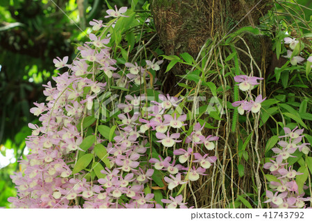 石斛蘭,蘭花,蘭科 41743792