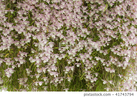 石斛蘭,蘭花,蘭科 41743794