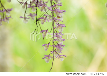石斛蘭,蘭花,蘭科 石斛蘭,蘭花,蘭科 41743797