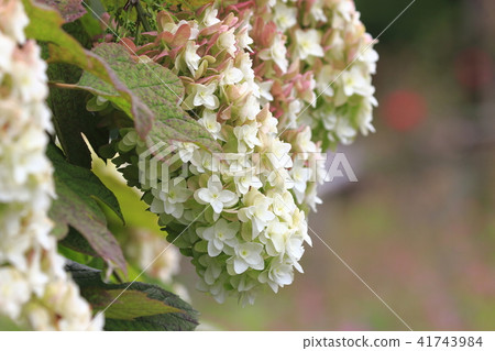 Kashiwaba hydrangea snowflake Kashiwaba hydrangea snowflake 41743984