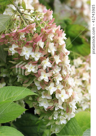 Kashiwaba hydrangea snowflake Kashiwaba hydrangea snowflake 41743985