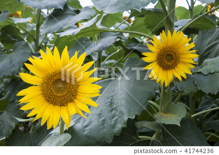 Sunflower 005 Sunflower 005 41744236