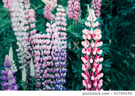Colourful field of delphiniums growing in the countryside. 41744549