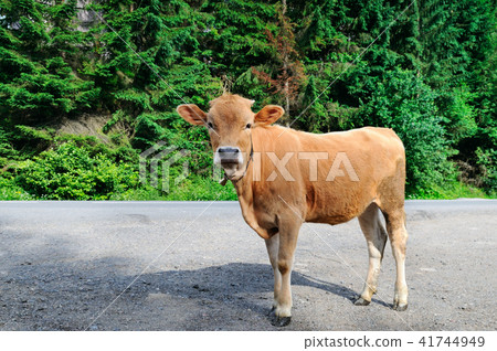 A small calf in the nature. bright sunny day. 41744949
