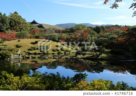 奈良公園秋葉 奈良公園秋葉 41746718
