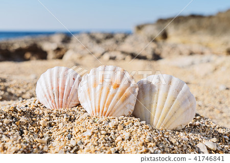 Close up view of three seashells in sand on beach Close up view of three seashells in sand on beach 41746841