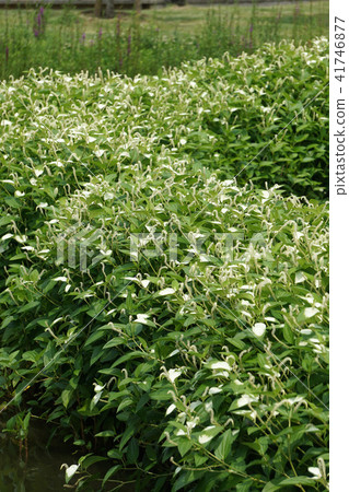 Hansee show Hansee show 41746877