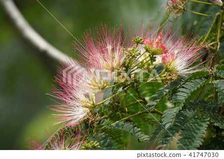 Nuninoki flower 41747030