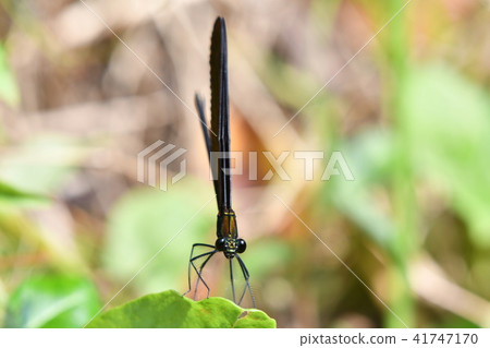 蜻蜓·黑色羽毛 41747170