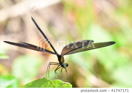 Dragonfly · black feathers 41747171