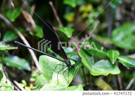 蜻蜓·黑色羽毛 41747172