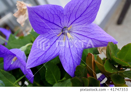 藍紫色的花朵 藍紫色的花朵 41747353