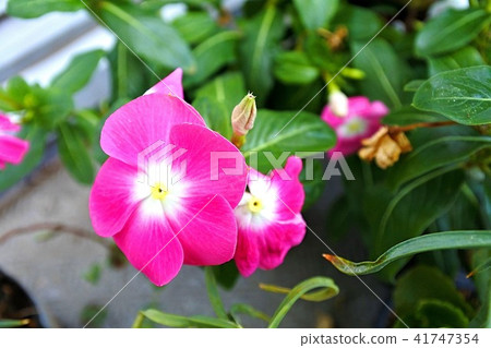 紅紫色的花朵 紅紫色的花朵 41747354