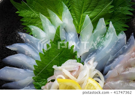 魷魚魷魚 魷魚魷魚 41747362