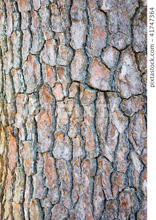 Background material Pine bark Background material Pine bark 41747364
