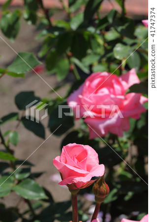 Carinera /玫瑰的花蕾 Carinera /玫瑰的花蕾 41747374