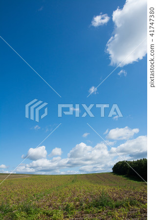 秋天和土豆藍天在收穫前調遣 秋天和土豆藍天在收穫前調遣 41747380