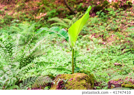 Young banana sprout close Young banana sprout close 41747410