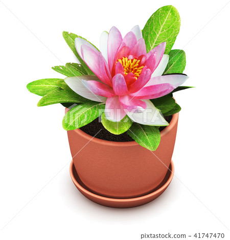 Red house flower in pot 41747470