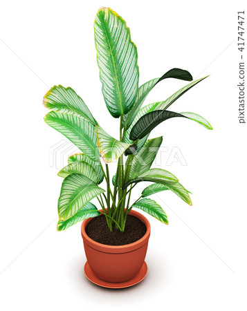Dieffenbachia tropical flowering plant flower pot 41747471