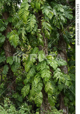 Natural plants hub kazura, Ishigaki-jima native but growing leaves year round, leaves of early summer can be seen more vivid Natural plants hub kazura, Ishigaki-jima native but growing leaves year round, leaves of early summer can be seen more vivid 41747645