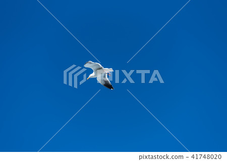 Seagulls flying in the blue sky 41748020