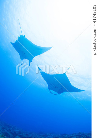 Manta 41748105
