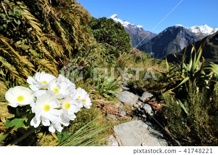 New Zealand Milford Truck 41748221