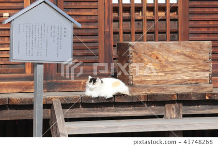 貓和寺廟的洞穴 貓和寺廟的洞穴 41748268
