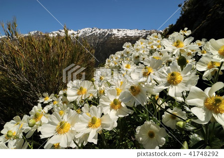 New Zealand Mount Cook Lily New Zealand Mount Cook Lily 41748292