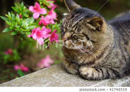 杜鵑花和貓 杜鵑花和貓 41748559