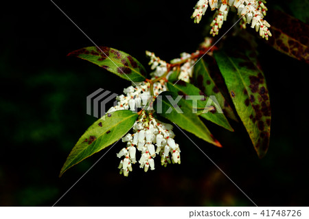 Leucate Axylas flower 41748726