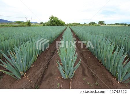 Field of white onion 41748822