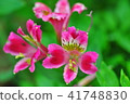 Alstroemeria 41748830