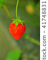 Strawberry on the shore of Chihami lake 41748831