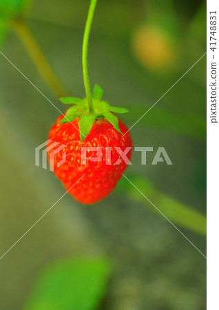Strawberry on the shore of Chihami lake Strawberry on the shore of Chihami lake 41748831