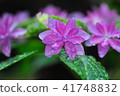 Hydrangea in full bloom 41748832