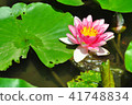 Water lily 41748834