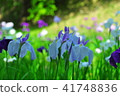 Iris 41748836