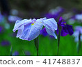 Flower shovel 41748837