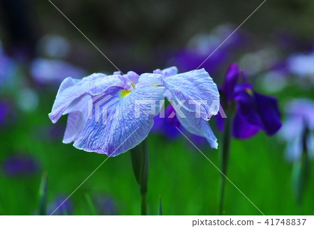 花鏟 花鏟 41748837