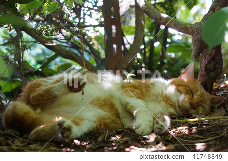 Sleeping tea cat 41748849