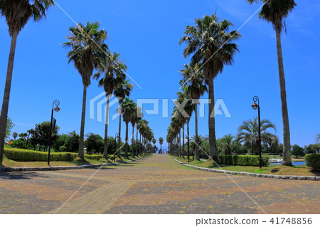 度假區和藍天 41748856