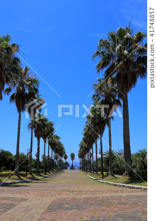 藍天和棕櫚樹（垂直位置） 41748857