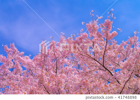 Cherry Blossoms Tokyo Cherry Blossoms and the blue sky 41748898